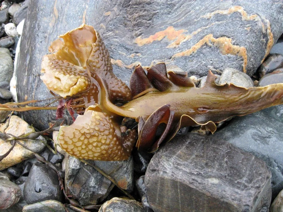 Day 1 cape cornwall preists cove kelp
